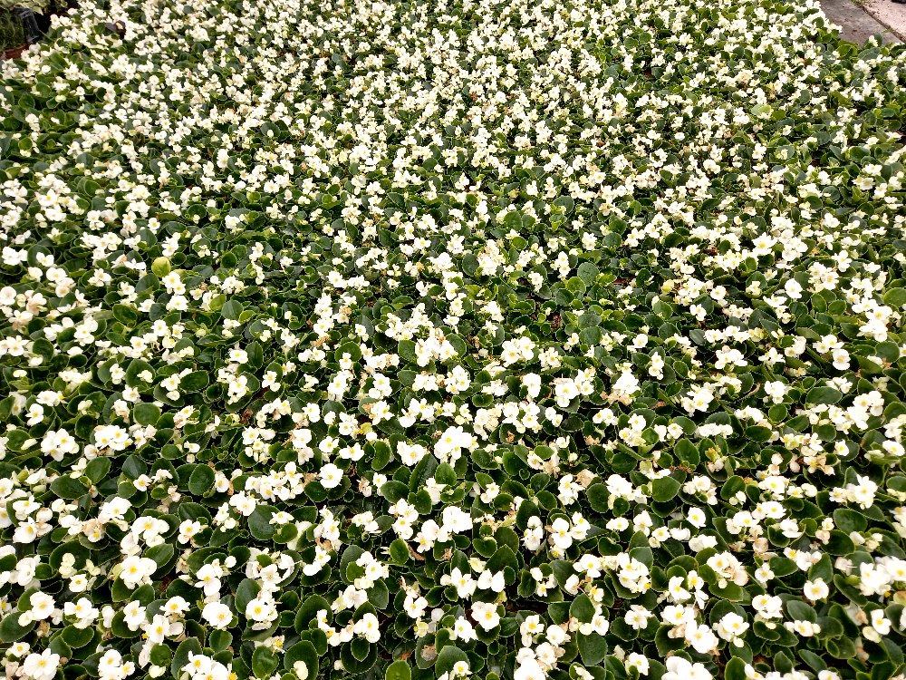 BEGONYA ÇİÇEĞİ- BEYAZ RENK