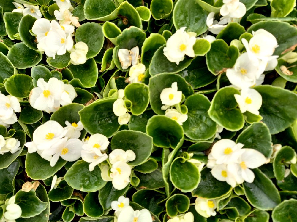 BEGONYA ÇİÇEĞİ- BEYAZ RENK