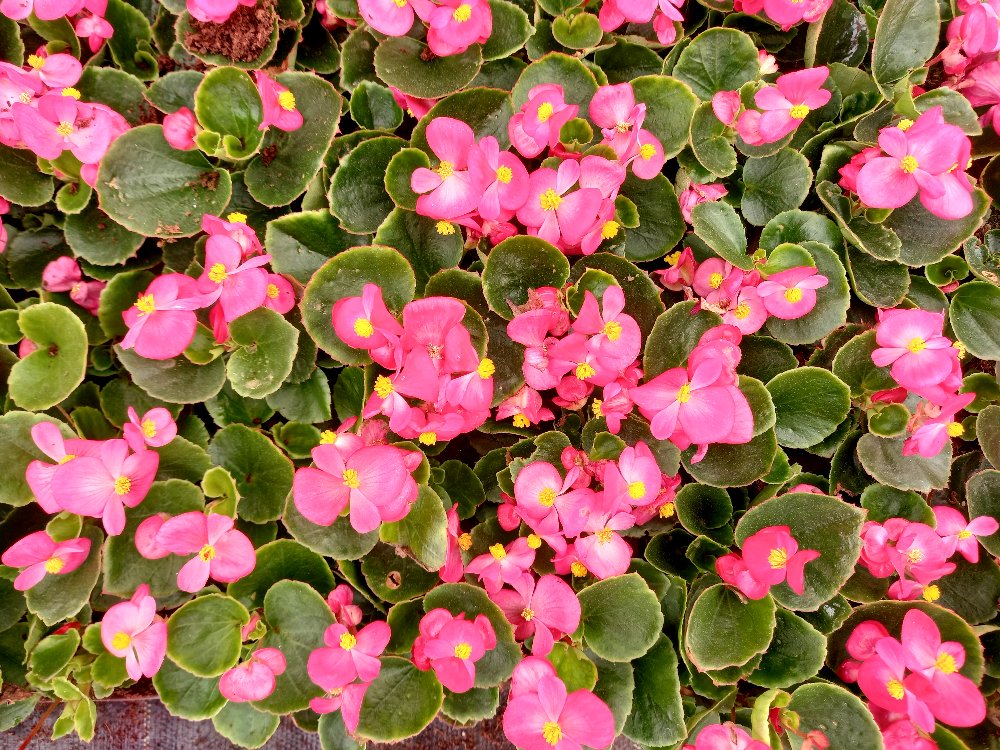 BEGONYA ÇİÇEĞİ- PEMBE RENK