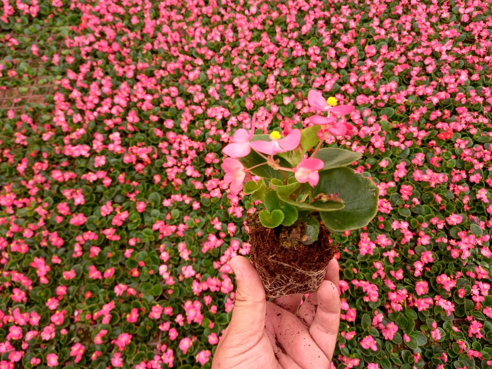 BEGONYA ÇİÇEĞİ- PEMBE RENK