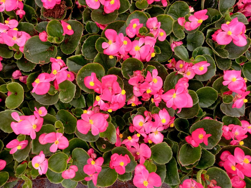 BEGONYA ÇİÇEĞİ- PEMBE RENK