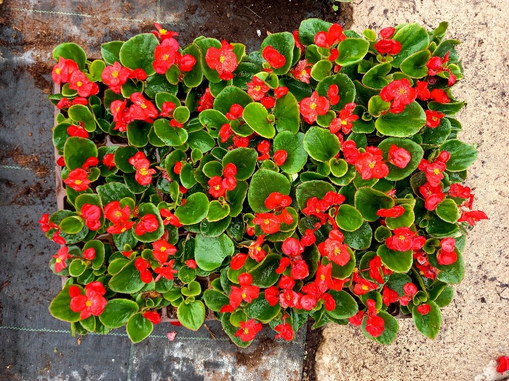 BEGONYA ÇİÇEĞİ- KIRMIZI RENK