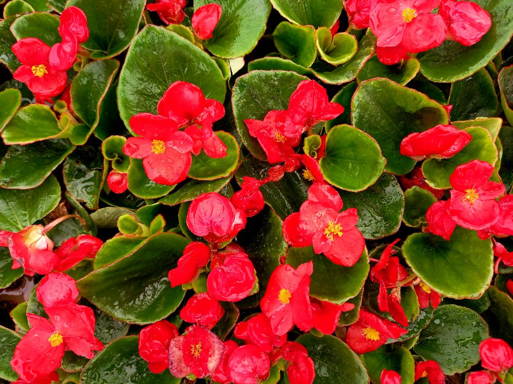 BEGONYA ÇİÇEĞİ- KIRMIZI RENK