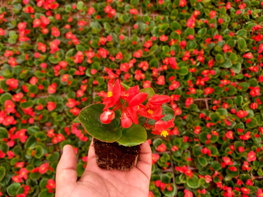 BEGONYA ÇİÇEĞİ- KIRMIZI RENK