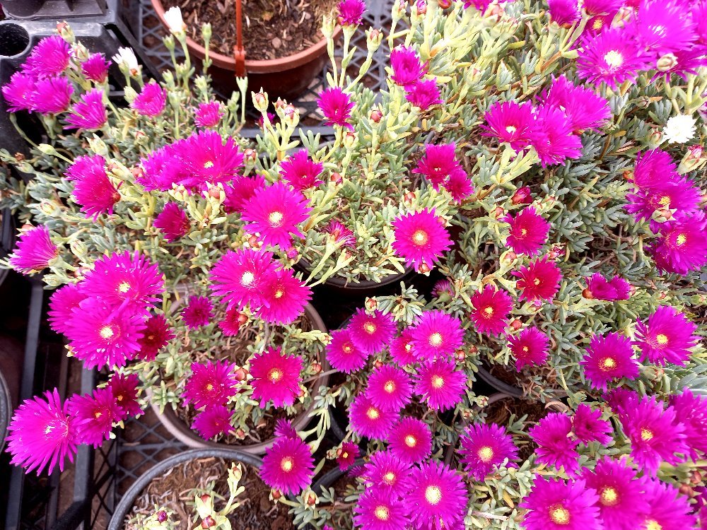 İZMİR GÜZELİ ÇİÇEĞİ