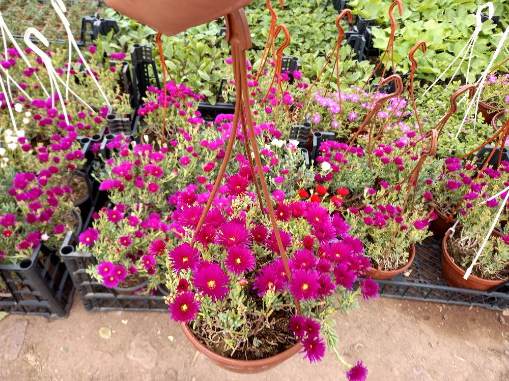 İZMİR GÜZELİ ÇİÇEĞİ