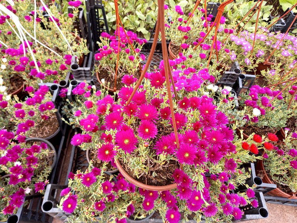 İZMİR GÜZELİ ÇİÇEĞİ