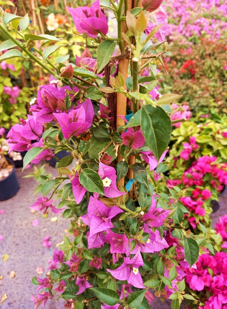 BEGONVİL SARMAŞIĞI 100 CM - ÇİÇEKLİ BİTKİ