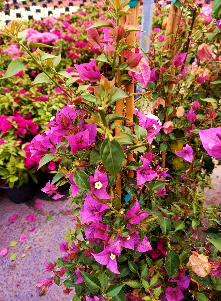 BEGONVİL SARMAŞIĞI 100 CM - ÇİÇEKLİ BİTKİ