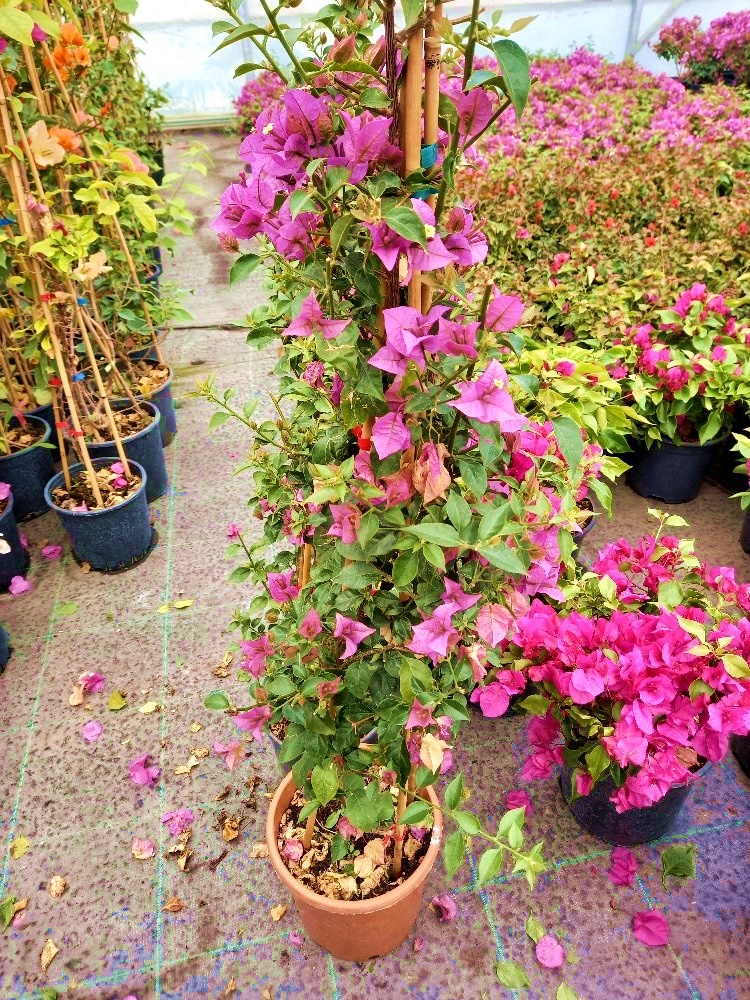 BEGONVİL SARMAŞIĞI 100 CM - ÇİÇEKLİ BİTKİ