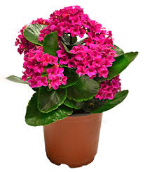 PEMBE KALANŞO ÇİÇEĞİ