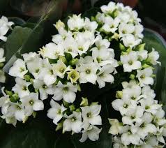 BEYAZ KALANŞO ÇİÇEĞİ