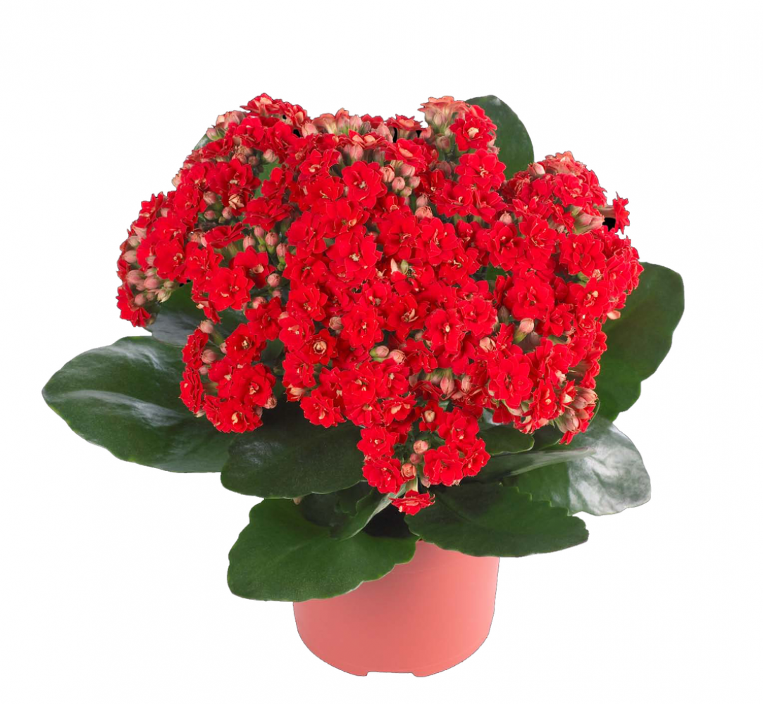 KIRMIZI KALANŞO ÇİÇEĞİ