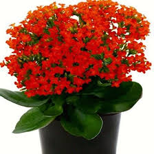 KIRMIZI KALANŞO ÇİÇEĞİ