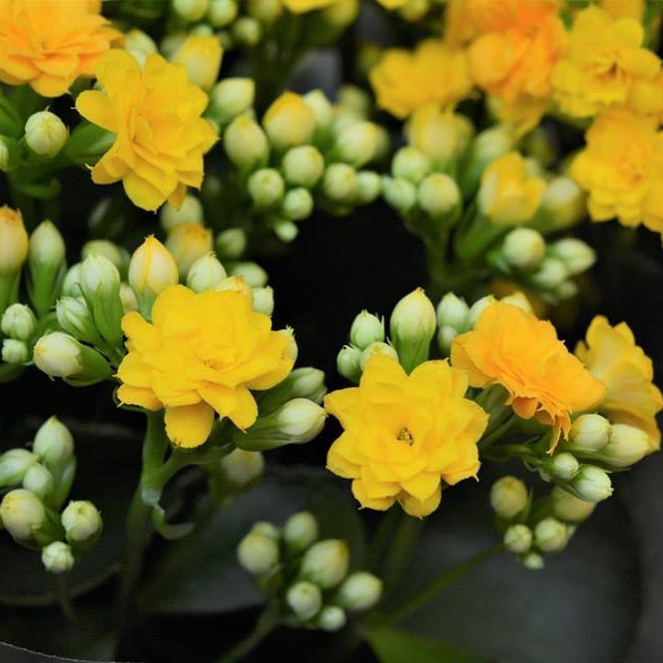 SARI KALANŞO ÇİÇEĞİ