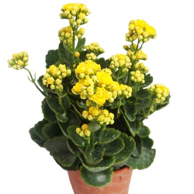 SARI KALANŞO ÇİÇEĞİ