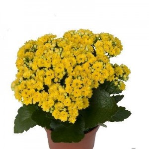 SARI KALANŞO ÇİÇEĞİ