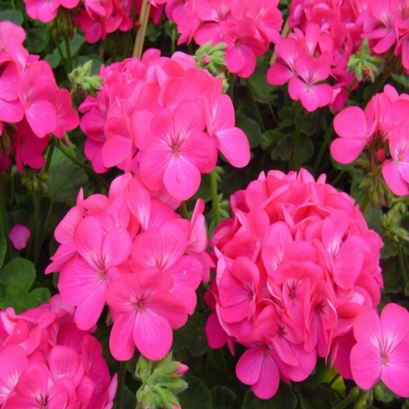 SARDUNYA KIRMIZI-PEMBE- BEYAZ RENK