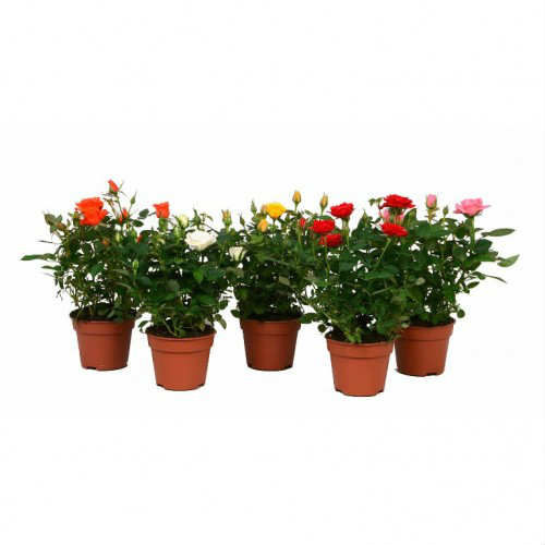 MİNYATÜR GÜL FİDANI PEMBE