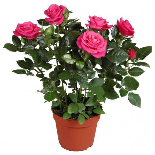 MİNYATÜR GÜL FİDANI PEMBE