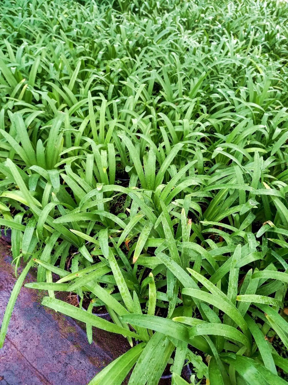 AFRİKA ZAMBAĞI- MAVİ SEVGİ ÇİÇEĞİ