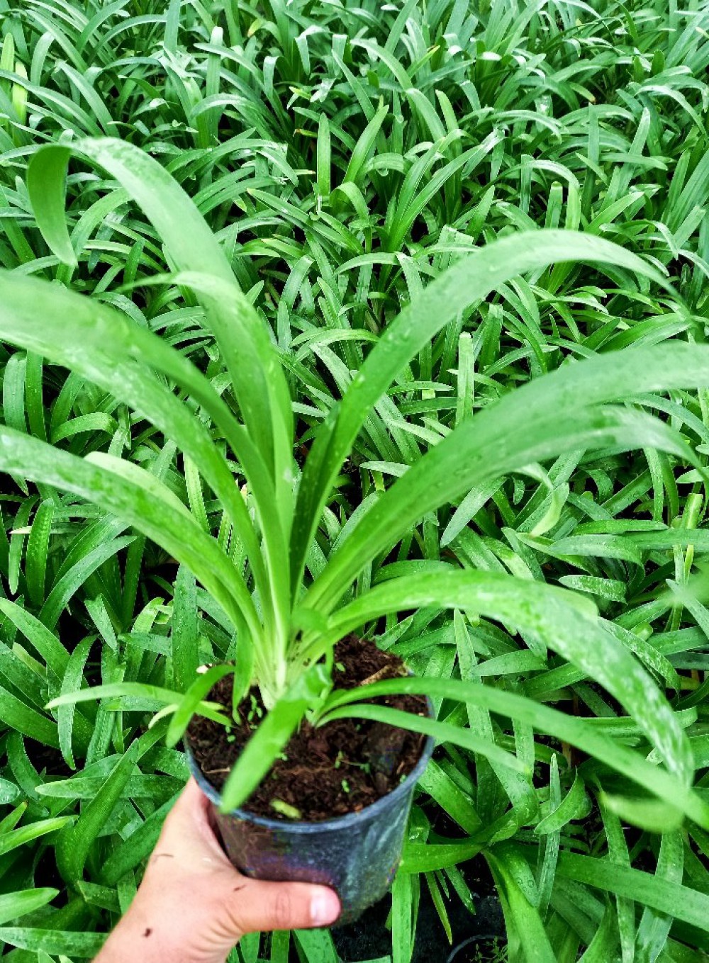 AFRİKA ZAMBAĞI- MAVİ SEVGİ ÇİÇEĞİ