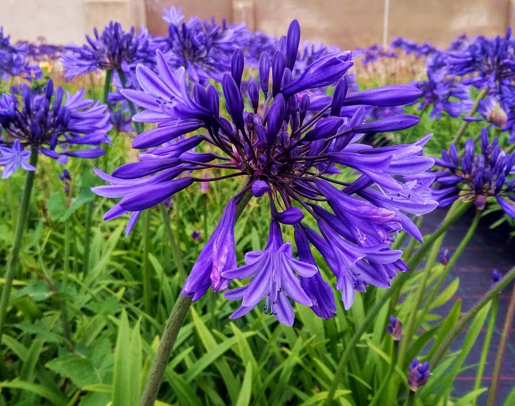 AFRİKA ZAMBAĞI- MAVİ SEVGİ ÇİÇEĞİ