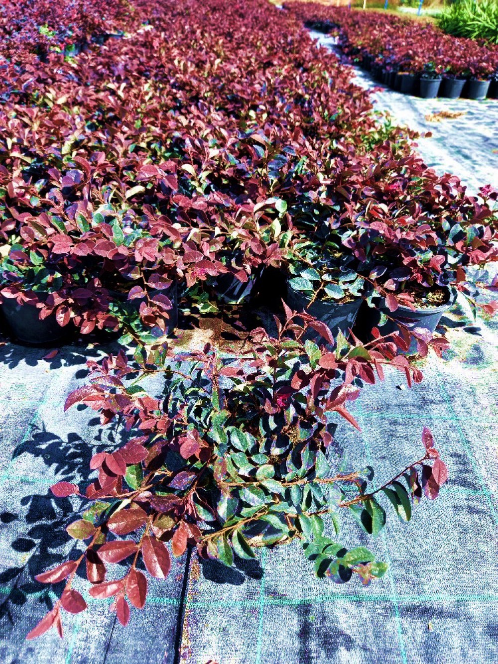 LOROPETALUM - PEMBE RÜYA ÇİÇEĞİ