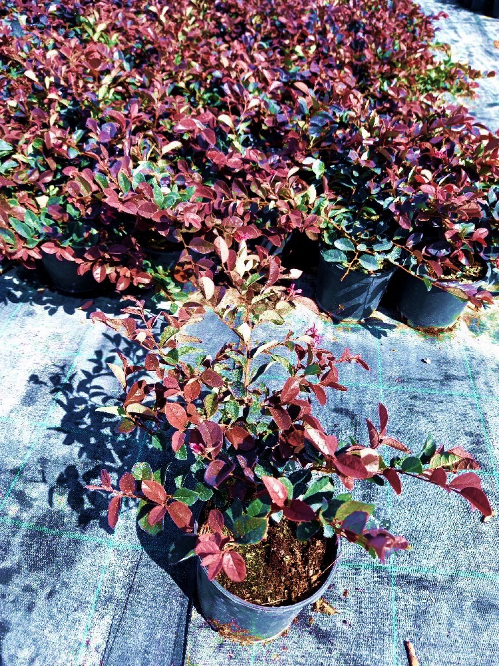 LOROPETALUM - PEMBE RÜYA ÇİÇEĞİ
