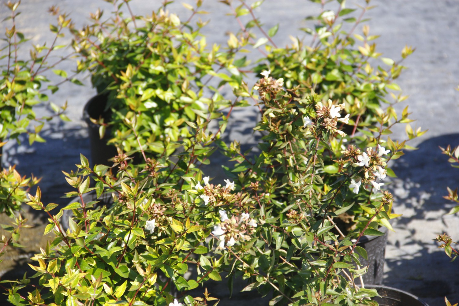 ABELYA GÜZELLİK ÇALISI