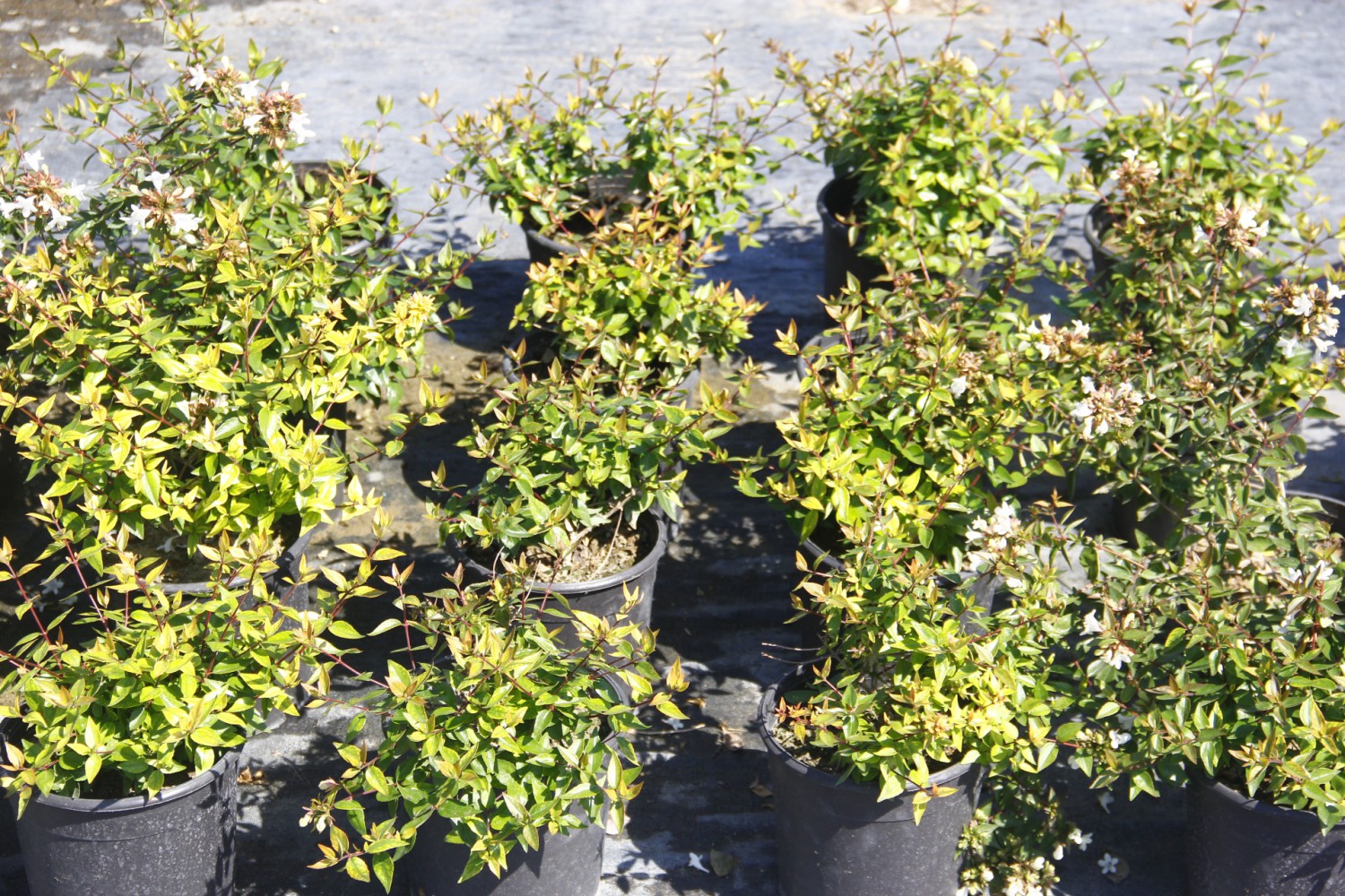 ABELYA GÜZELLİK ÇALISI