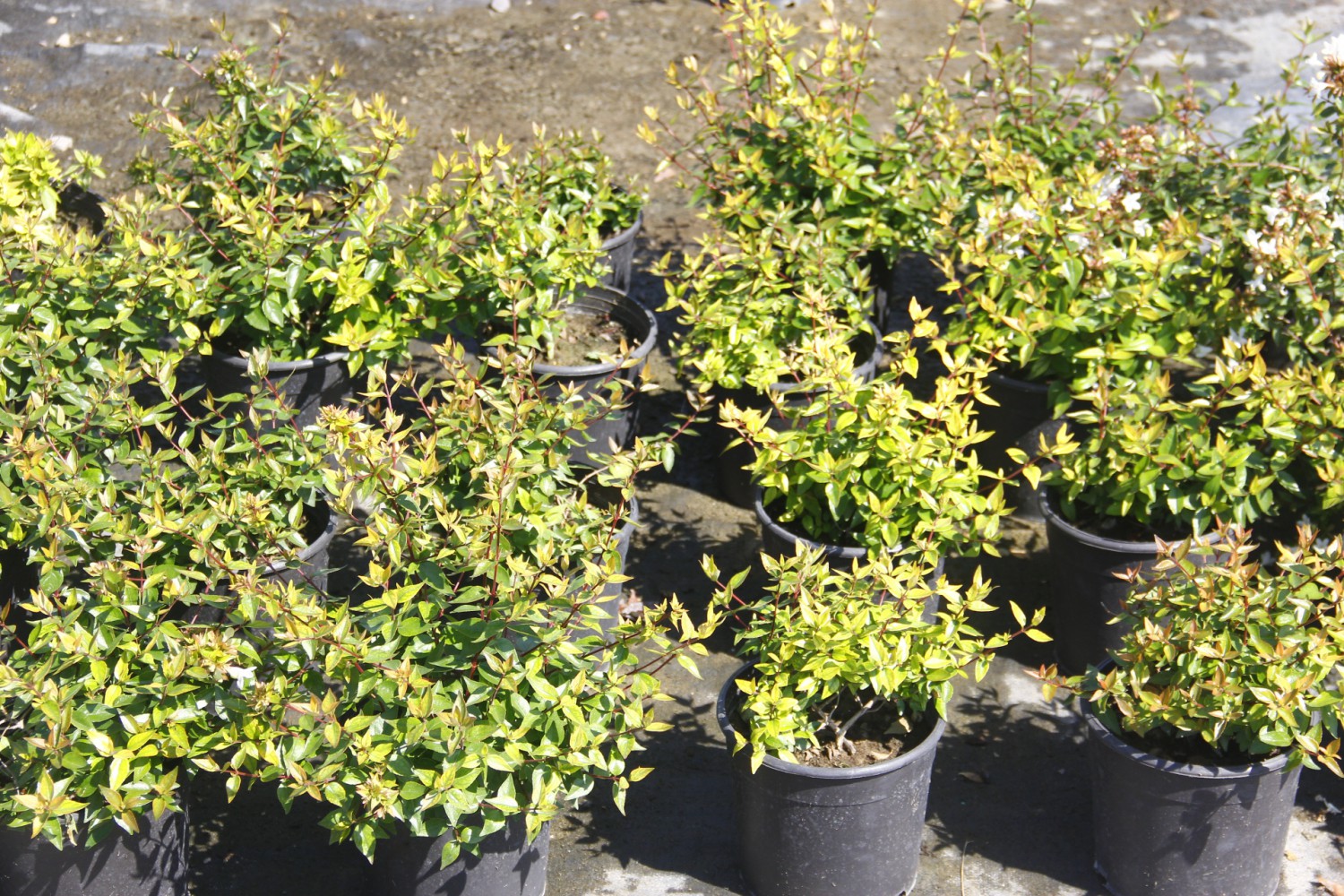 ABELYA GÜZELLİK ÇALISI