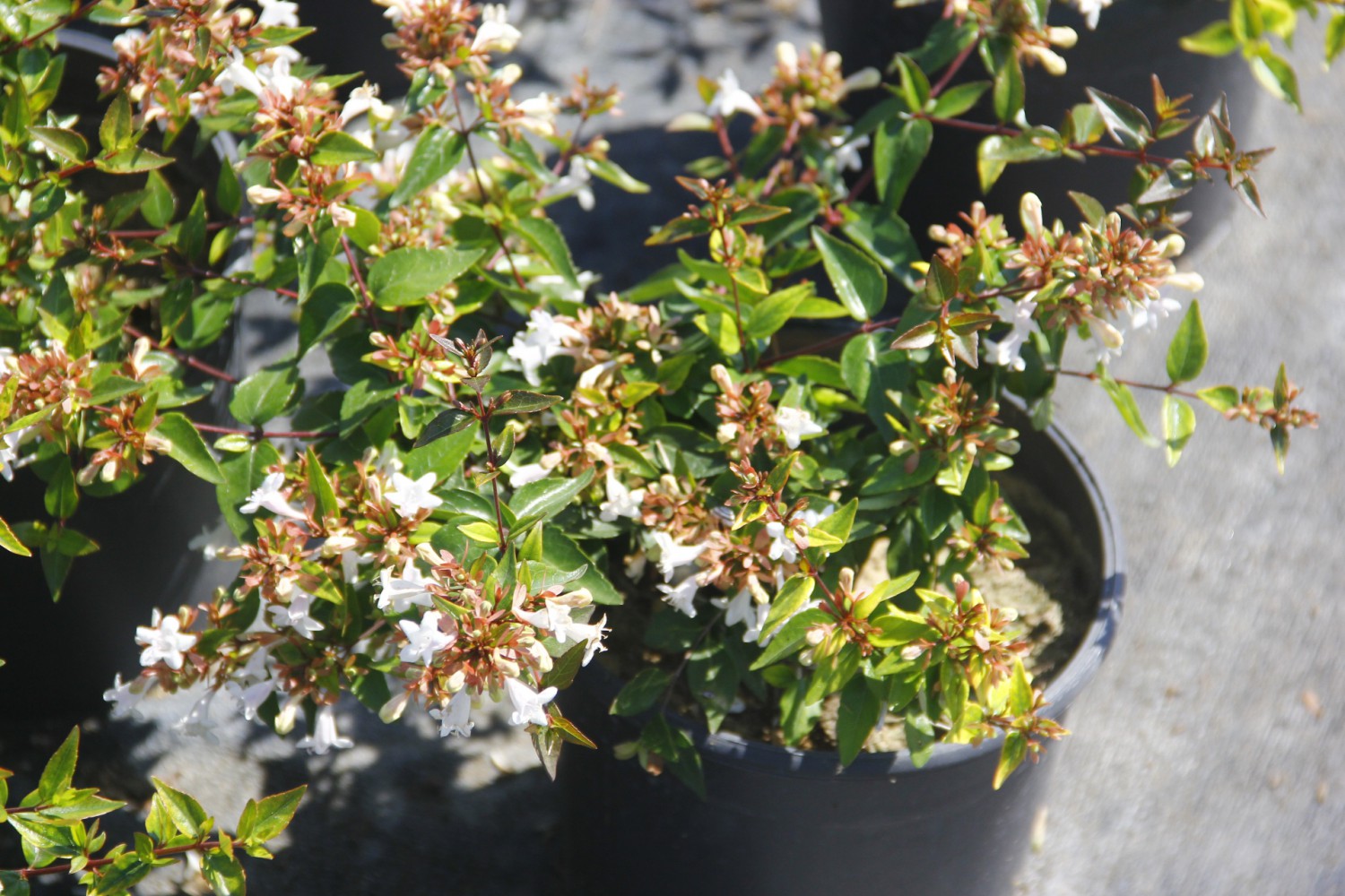 ABELYA GÜZELLİK ÇALISI