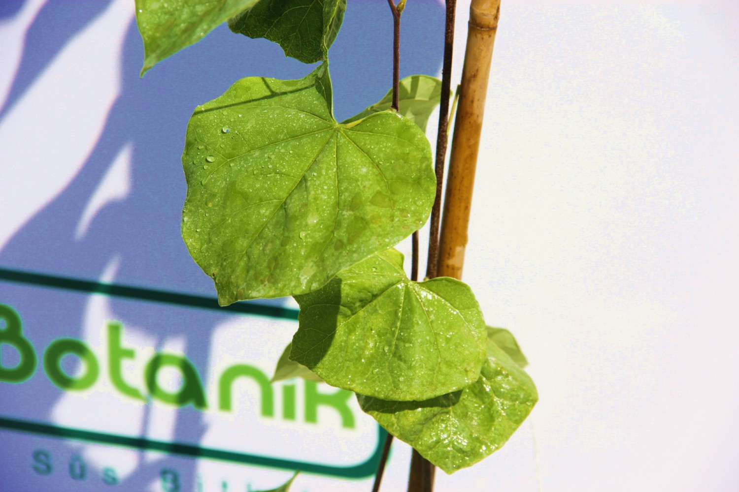 ERGUVAN AĞACI 1 METRE