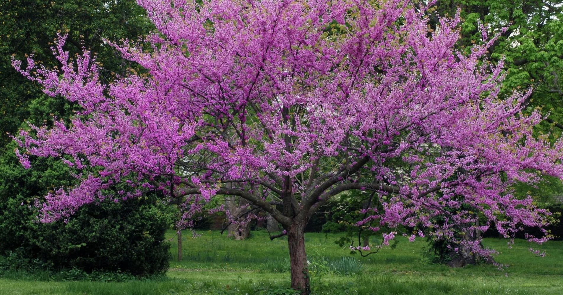 ERGUVAN AĞACI 1 METRE