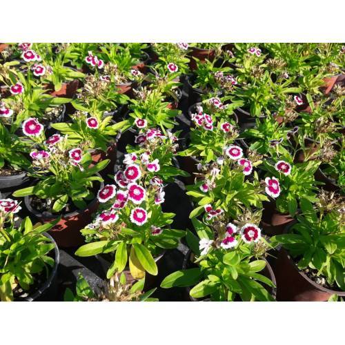 HÜSNÜ YUSUF ÇİÇEĞİ