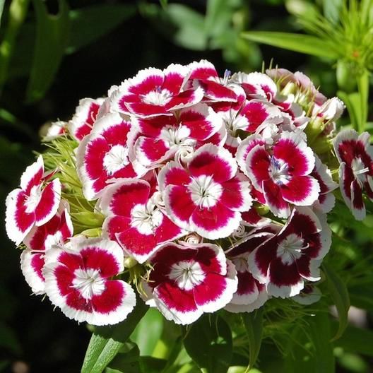 HÜSNÜ YUSUF ÇİÇEĞİ