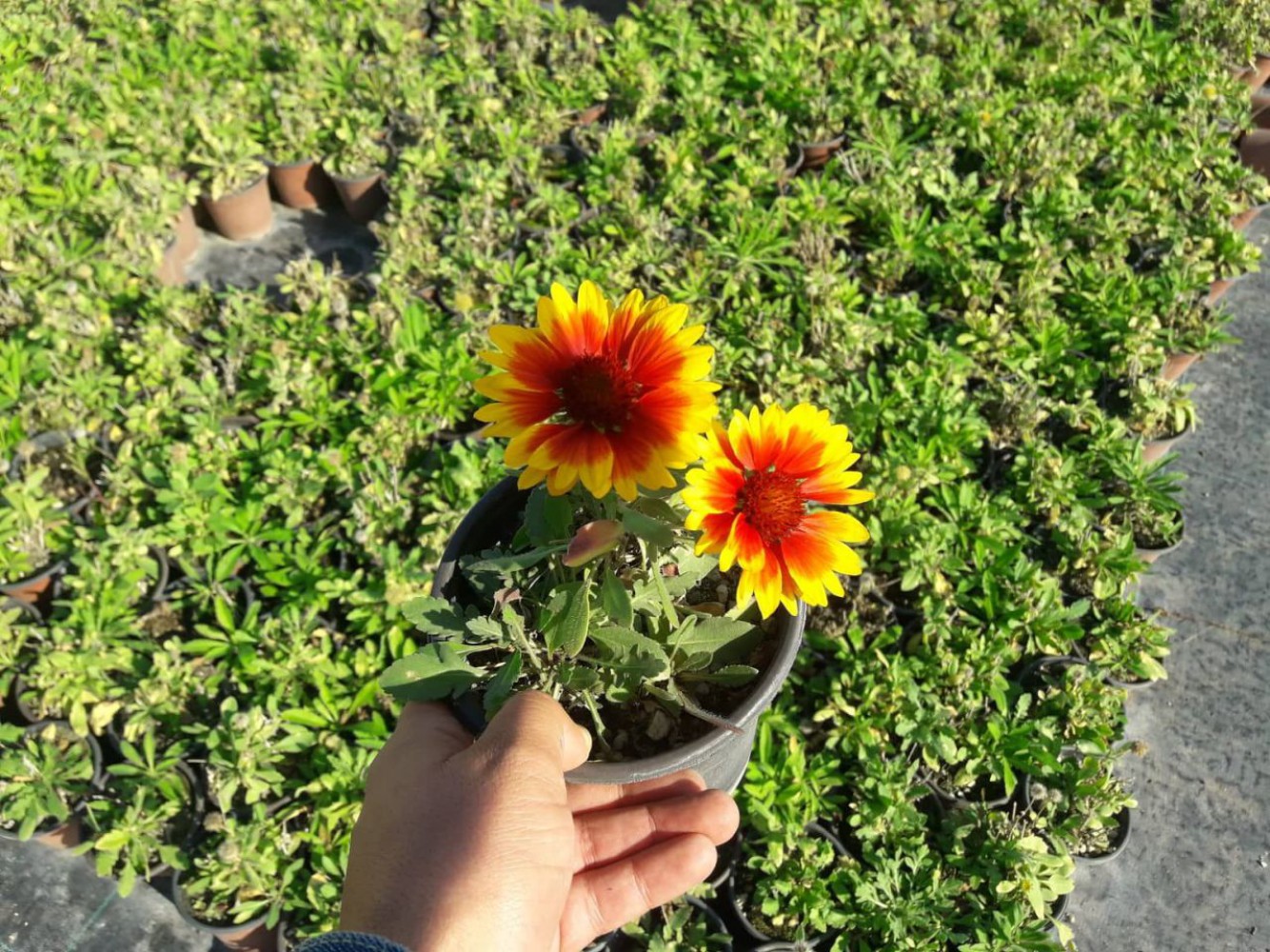 GAYRET ÇİÇEĞİ -Gaillardia Grandiflora