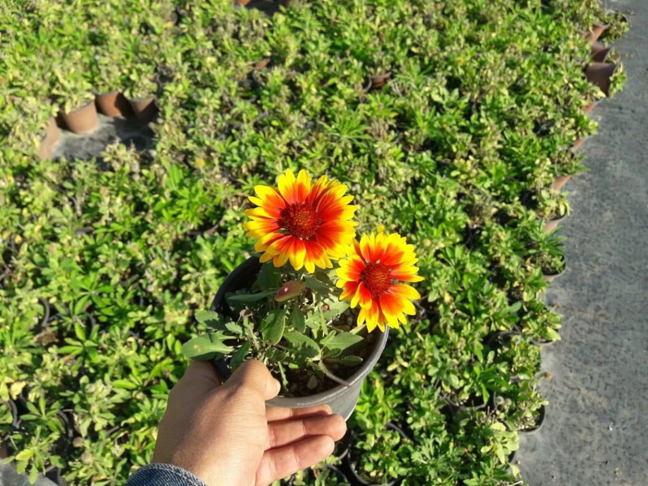 GAYRET ÇİÇEĞİ -Gaillardia Grandiflora
