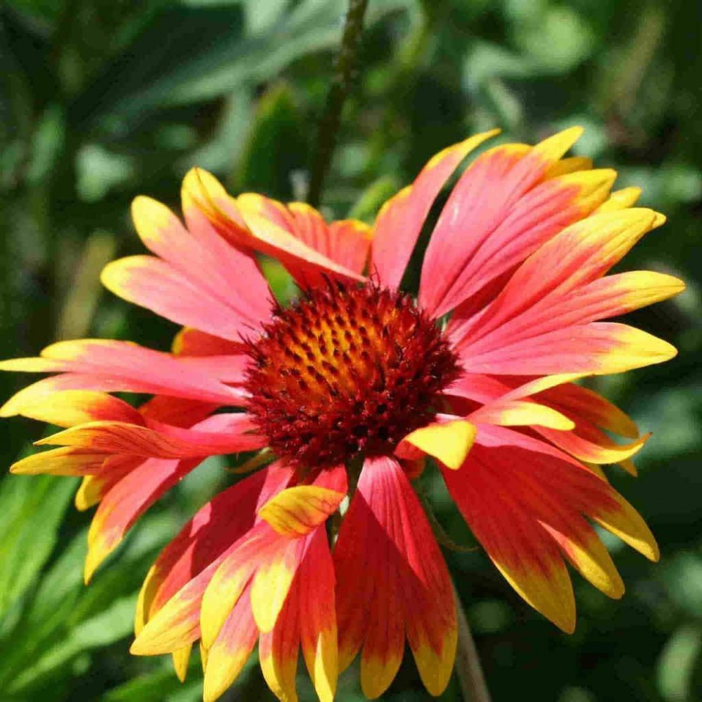 GAYRET ÇİÇEĞİ -Gaillardia Grandiflora