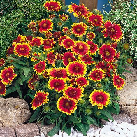 GAYRET ÇİÇEĞİ -Gaillardia Grandiflora