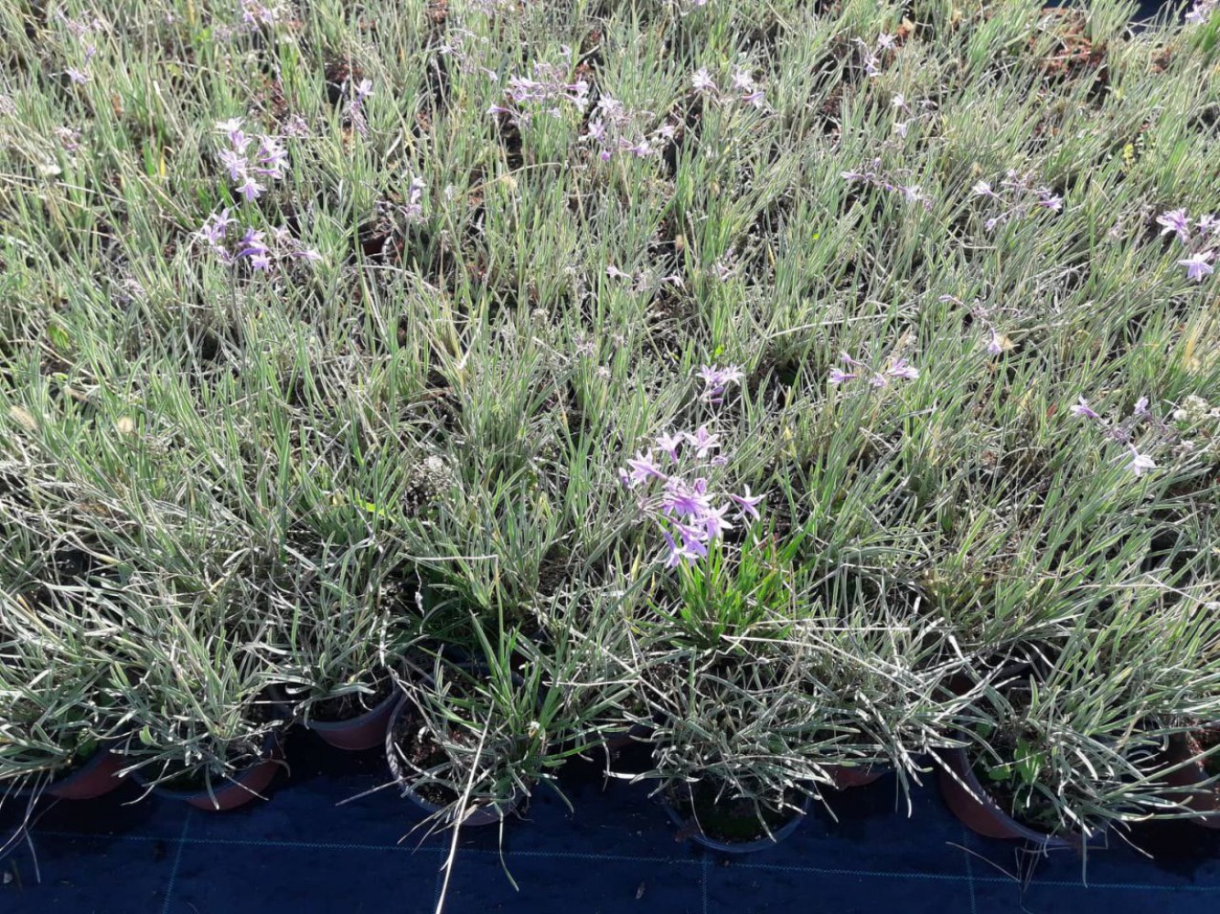 SARIMSAK ÇİÇEĞİ