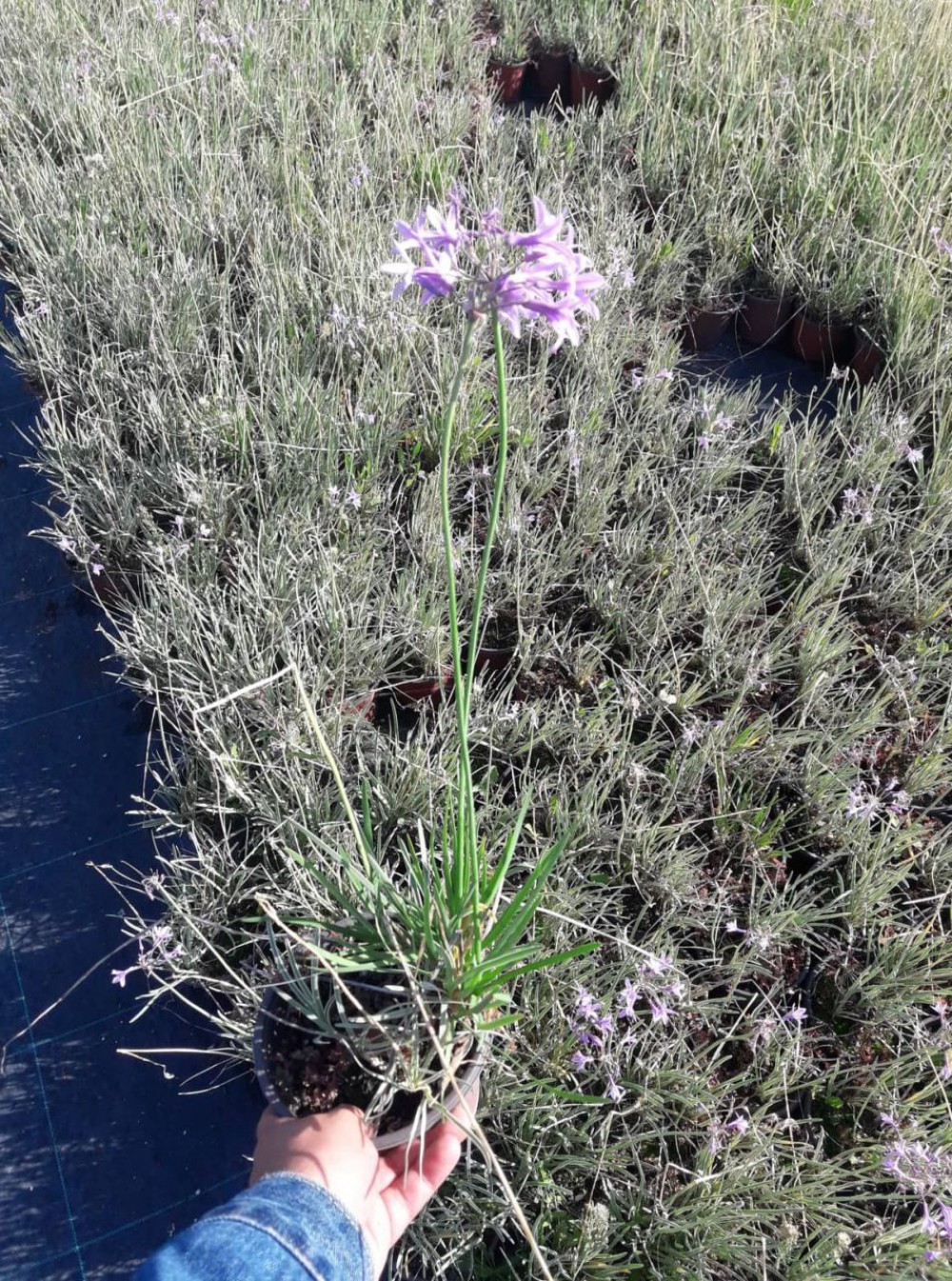 SARIMSAK ÇİÇEĞİ