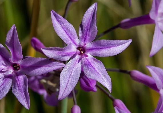 SARIMSAK ÇİÇEĞİ