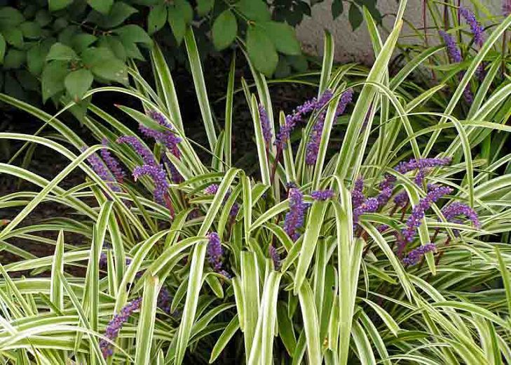 ÇİM ZAMBAĞI'Liriope Muscari Variegata