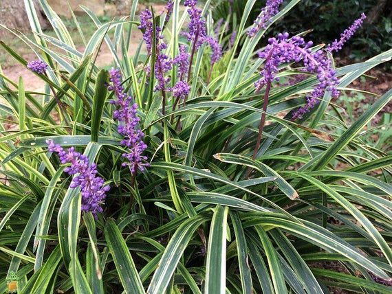 ÇİM ZAMBAĞI'Liriope Muscari Variegata