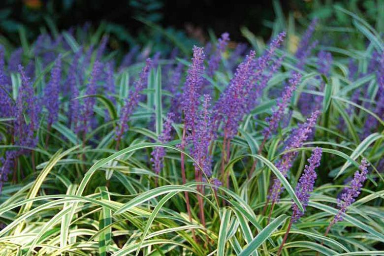 ÇİM ZAMBAĞI'Liriope Muscari Variegata