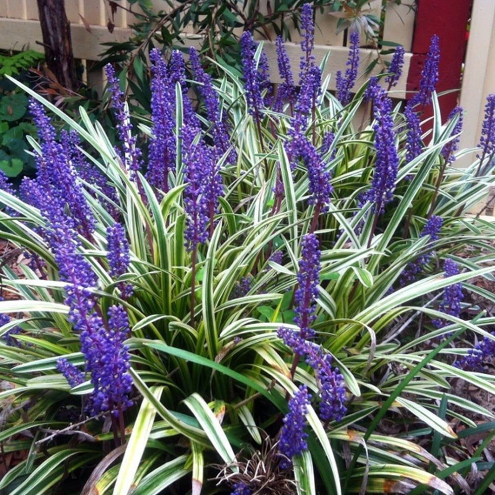 ÇİM ZAMBAĞI'Liriope Muscari Variegata