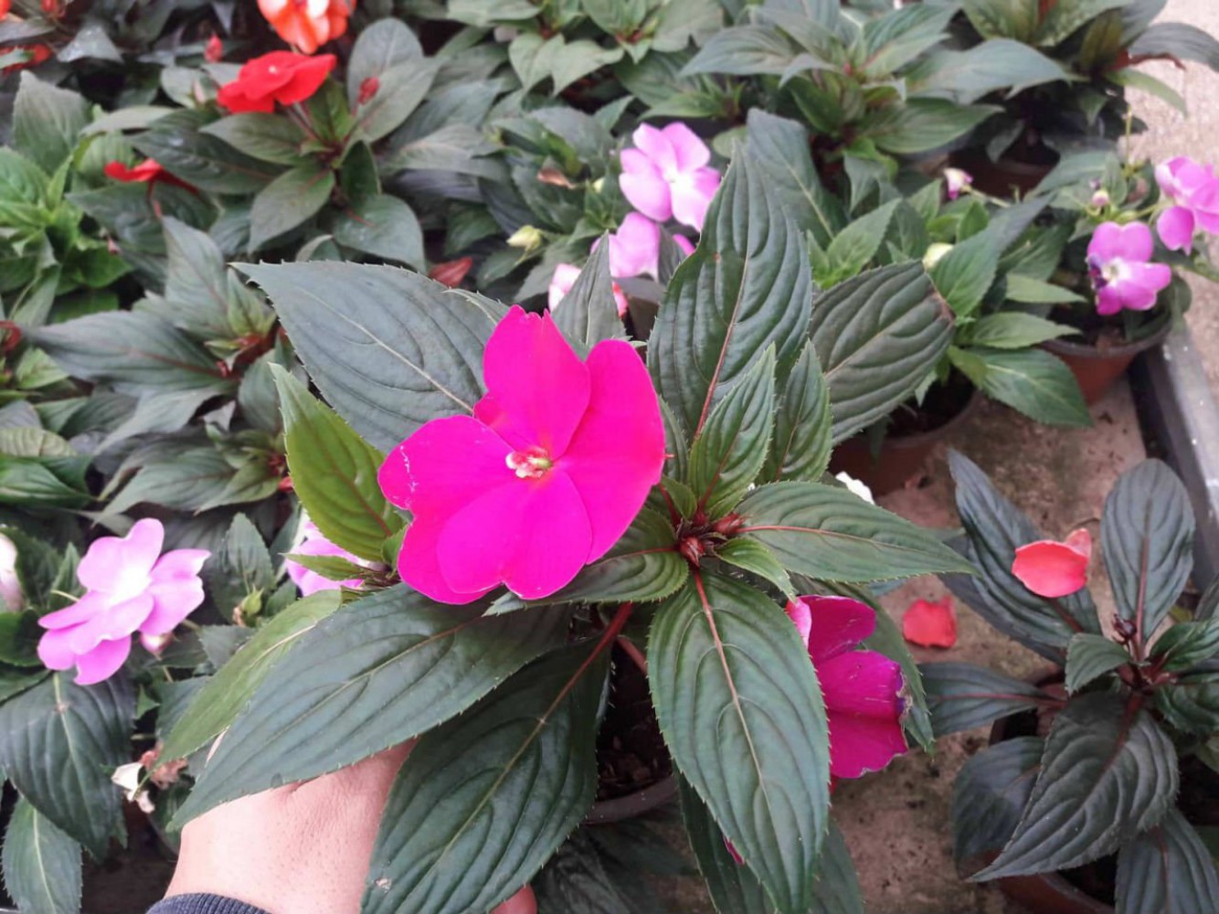 PEMBE KATMERLİ CAM GÜZELİ ÇİÇEĞİ