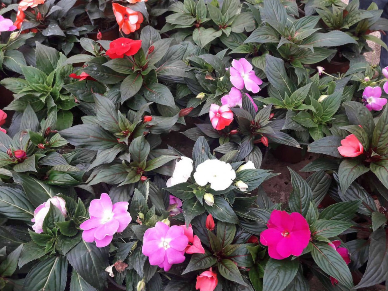 PEMBE KATMERLİ CAM GÜZELİ ÇİÇEĞİ